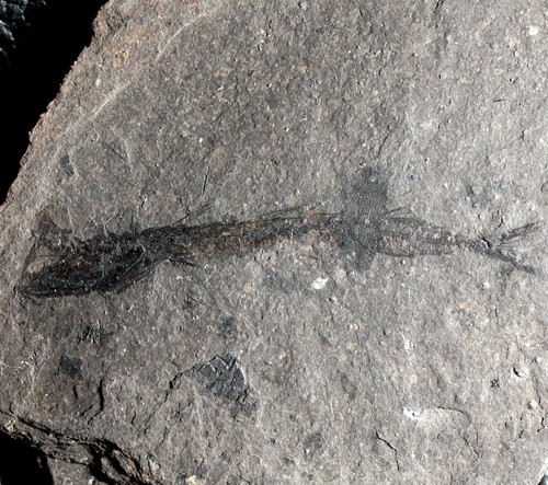Hemithyrsites rumanus raro - -,