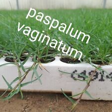 SEMINIERA 104 PASPALUM VAGINATUM PRATO VERDE PIANTE PIANTINE TAPPETO ERBOSO