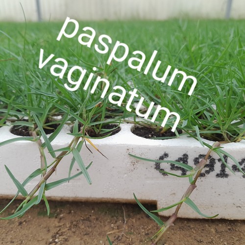Seminiera 104 paspalum - 104,