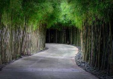 Phyllostachys edulis