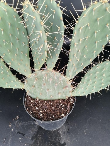 Opuntia phaeacantha - /,