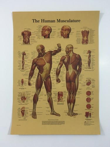 Poster medico struttura corpo