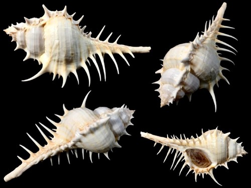 Muricidae murex scolopax - muricidae,,