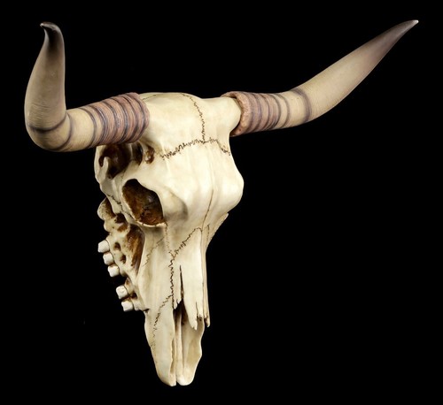 Teschio manzo longhorn - di,