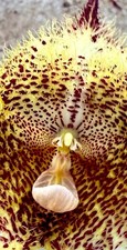 Dracula Species 'Gongora