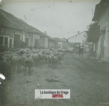 Gregge Pecore, Village, Placca