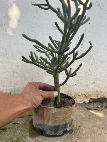 Bonsai euphorbia tirucalli - bonsai,