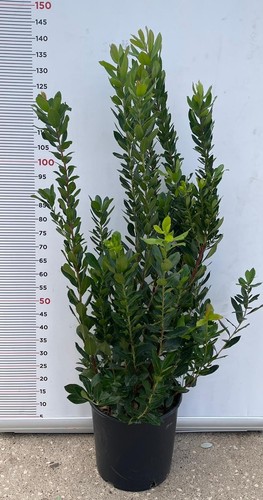 Pianta corbezzolo cespuglio - pianta,