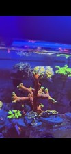 Forest Fire Montipora Digitata
