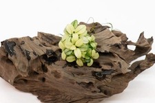 Anubias Nana Petite White -