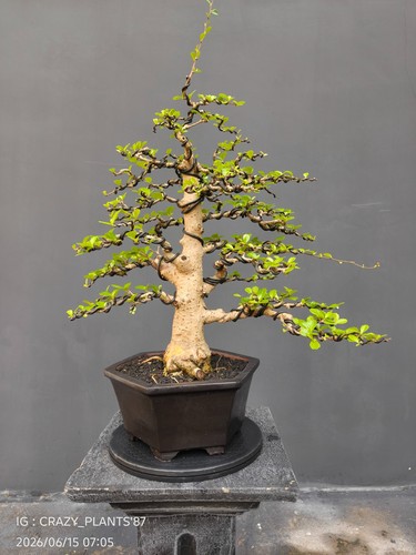 Bonsai hokiantea carmona - hokiantea, /