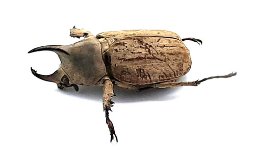 Dynastinae spodistes grandis - dynastinae,,