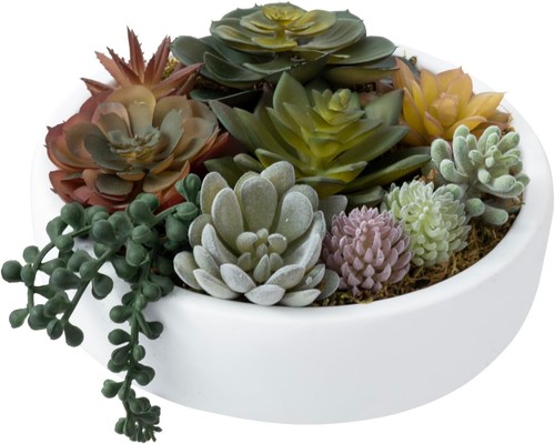 Composizione succulenta - composizione,