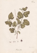 Pianta Di Gelso Bianco