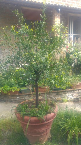 Pianta giardino mandarino - pianta, "mandarino