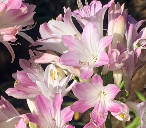 Agapanthus blush pink grande - blush,