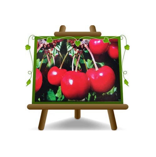Ciliegio dolce van pianta - ciliegio,