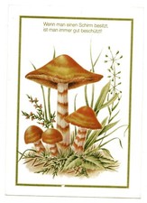 MACROLEPIOTA PROCERA FUNGO  CHAMPIGNON  PILZ PLISCHKE VERLAG  UNTERWÖSSEN  Carto