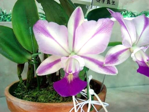 Specie orchidea cattleya - specie, di