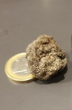 TARTUFO NERO ESTIVO AESTIVUM INTERO ESSICCATO ADDESTRAMENTO CANI TARTUFO 