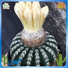 2PCS Cactus Plants Discocactus