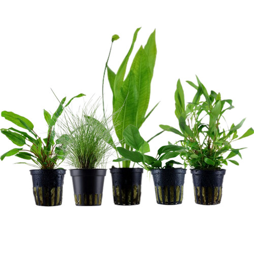 Piante set con einsteiger - set,