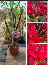 Pianta plumeria - di,