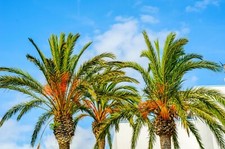 15 semi vera palma da dattero