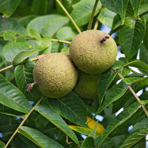 Juglans nigra noce - nigra,
