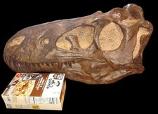 Nanotyrannus lancensis teschio