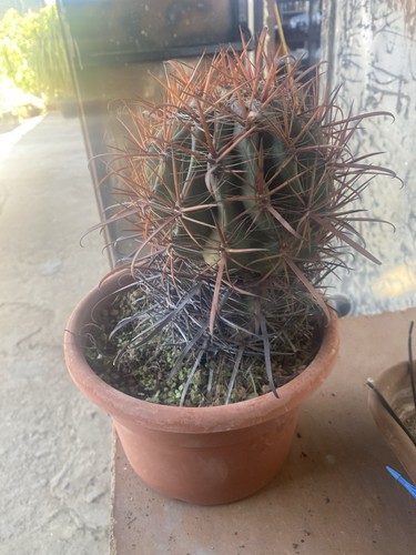 Ferocactus coloratus - ferocactus,