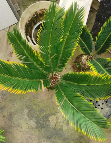 Cycas revoluta aurea wysiwyg - cycas, "aurea"