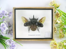 Trichogormphus martabani -