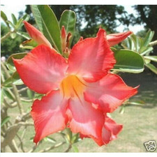 5 semi di Adenium obesum "Arancia" Rosa del Deserto "semi freschi" +OMAGGIO