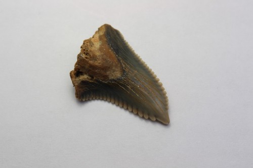 Fossile squalo tigre - di,