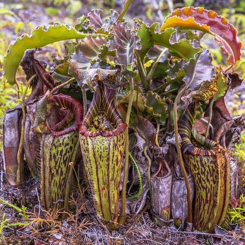 Semi nepenthes maxima - 5,