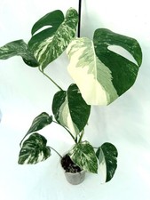 Monstera Albo Variegata  EXACT