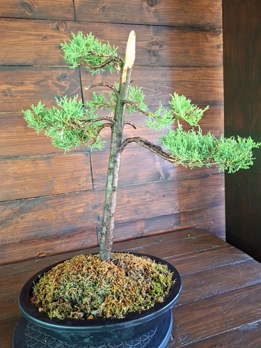 Bonsai cipresso visita il - cipresso.,