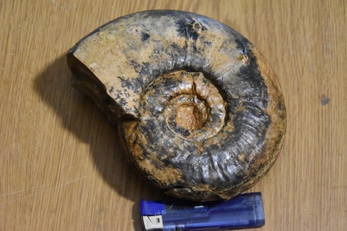 Très grande ammonite - très,