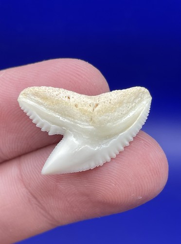 Dente squalo tigre moderno - dente,