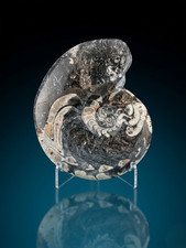 BLACK FREE STANDING GONIATITE