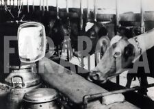 Foto vintage UK, Mucche da