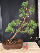 bonsai di pino pentaphilla h