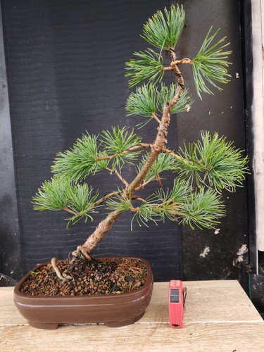 Bonsai pino pentaphilla - di, h