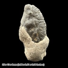 Fossil Crab Notopocorystes