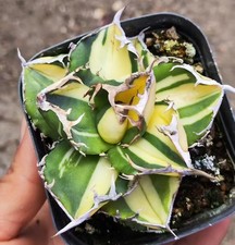 1pzVendita Raro Cactus Agave