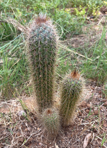 Pilosocereus braunii cactus - braunii,