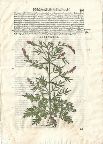 Stampa antica mattioli - antica,