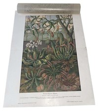 Piante Carnivore Enciclopedia