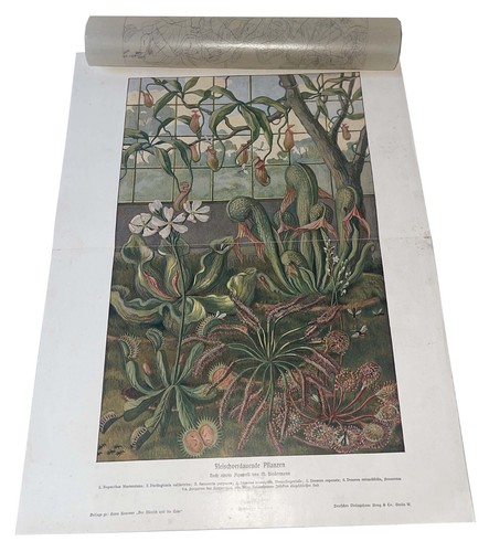 Piante carnivore enciclopedia - piante,